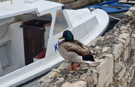 Sea House Kastilac - Foto 30