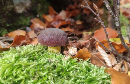 Apartament Śnieżny Międzygórze - Foto 18