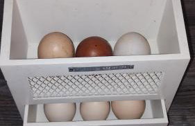 The Willow (Alton Towers, Animals, Peak District) - Foto 8