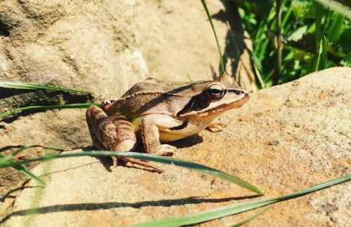 Prima Klima Villa - Ferienwohnung Steinbrecher - Foto 10
