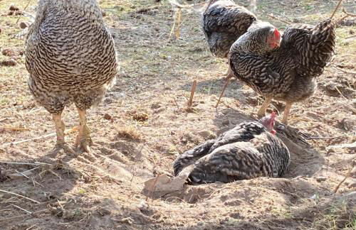Gnaden- und Ferienhof Saale Wittgenstein in the middle of gar nix - Foto 47