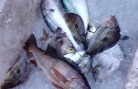 Casa da Cidade Battaglia - Foto 35