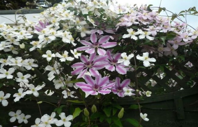 Croyde Moorlea 2 Bedrooms - Photo 20