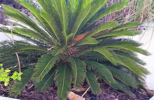 Villa de la Luz - Foto 19