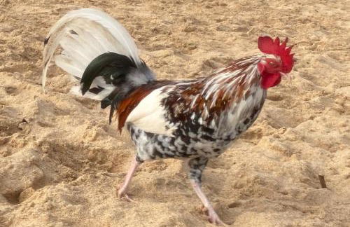 Puu Poa Ocean Bluff Condo, Incredible Views, Walk to Beaches, Pool & Tennis - Foto 25