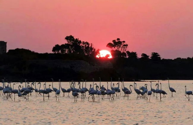 I Monaci Front Beach Specchiarica - Photo 20