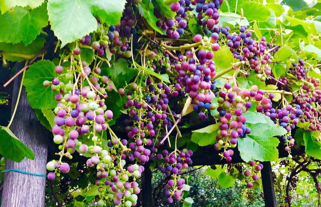 4 Star Holiday Home in Spanga - Foto 31