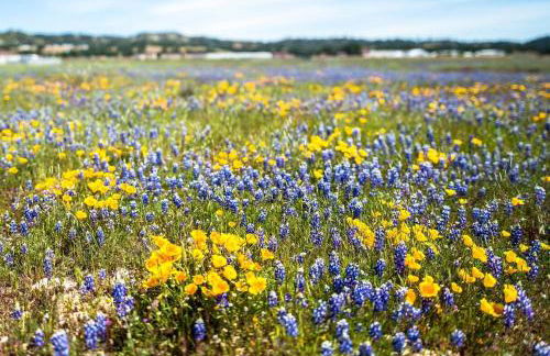 3900 Palm House on Cabrillo home - Foto 58
