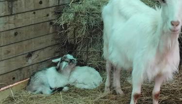 Splendido rustico shabby - Foto 5