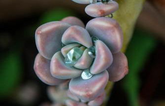 Villa Dimitra - Mani , traditional archontiko - Foto 75