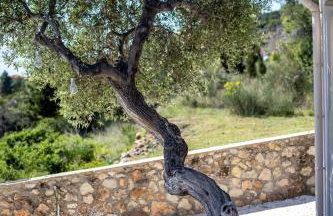 Tree of Life - Foto 27