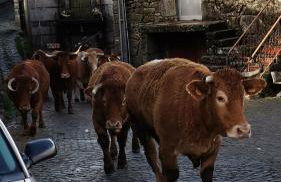 Casa do Faqueiro de Casas Brioso - Foto 23