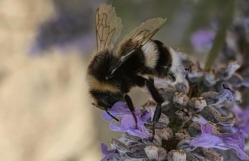 Agriturismo Monaci Templari - Foto 104