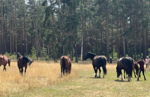 Landhof Belka - Foto 13