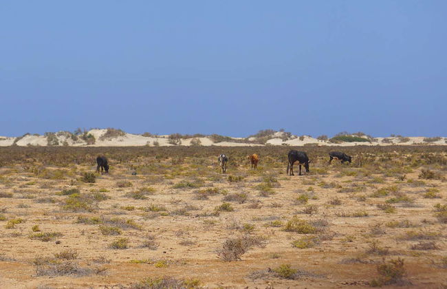 North East Boa Vista + Ervatão Beach Tour - Foto 6