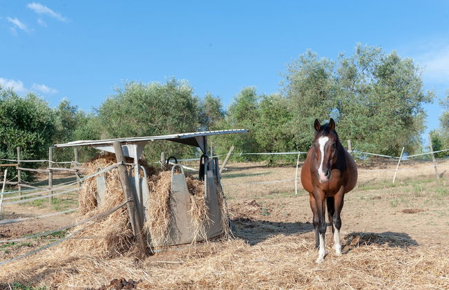 Agriturismo Vocabolo Poggio del Pero - Foto 48