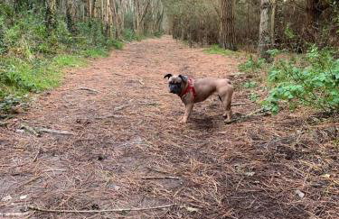 Daphne's Lodge - Foto 23