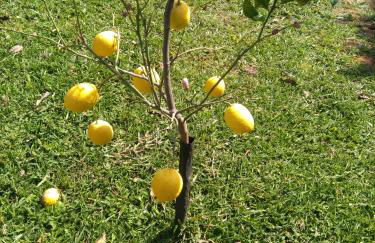 Villa Rosso Corallo - Foto 17