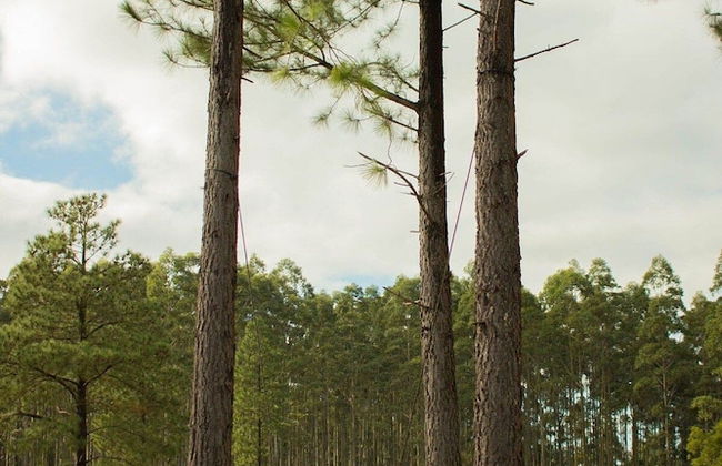 Chalé Sítio Corvo Branco - Photo 12