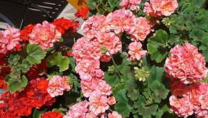 Ferienwohnung Mülli - Foto 3, Other