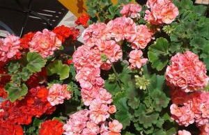 Ferienwohnung Mülli - Photo 3