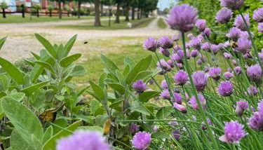 Agriturismo Al Buttasella - Photo 5, Garden, Garden view