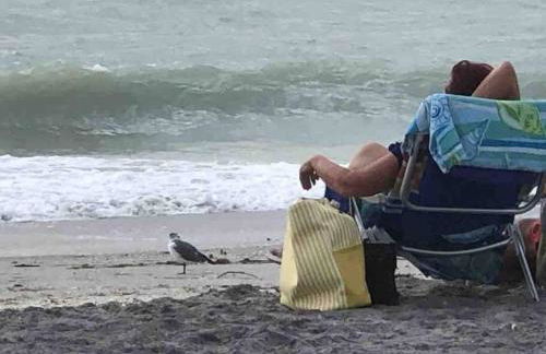 Good after Milton -Kayaks & Steps to Beach sa - Foto 50