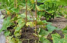 Deer Valley Retreat, Lovely Log Cabin with Fireplace & Garden Views- Perfect for a Relaxing Getaway! - Foto 79