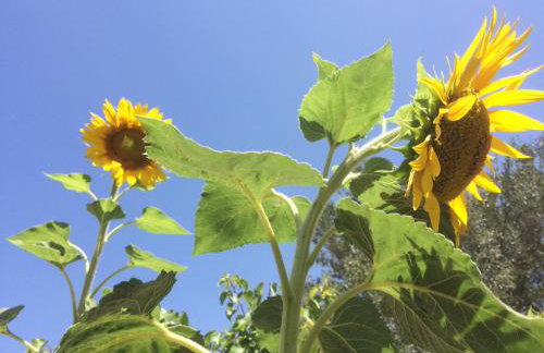 Meltemi Studios and Apartments - Photo 40