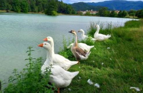 Via della musica - Foto 33