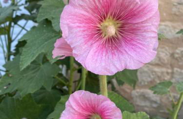 Maison Althea Rosea - 3 chambres et piscine - Foto 37
