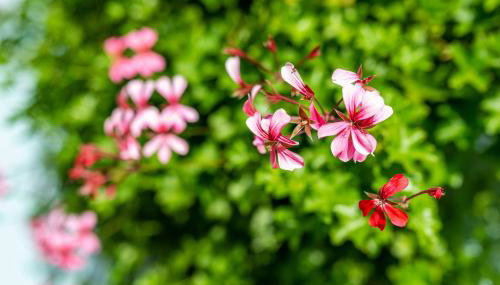 Ferienwohnung Blaues Haus - Foto 3