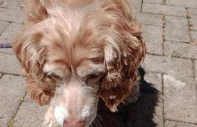 Casa Gramado Família - Foto 20