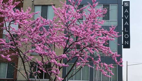 Apartment Studio in Tysons Corner DC - Foto 5