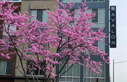 Apartment Studio in Tysons Corner DC - Foto 5
