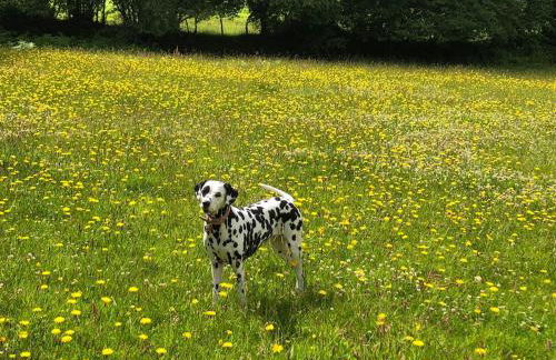 Rabbits ,1 bedroom, Dartmoor Hillside, Eco Hobbit style, Home - Foto 53