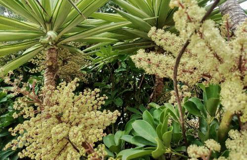 Baldeia - Oceanfront Apartments - Foto 15