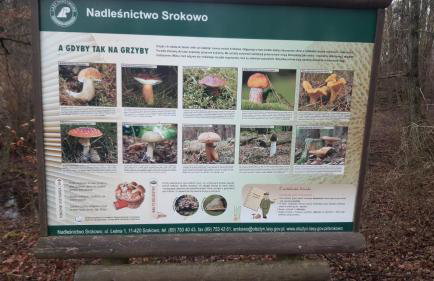 Zacisze pod brzozami - Foto 36