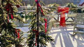 SalviaMontis - Foto 4