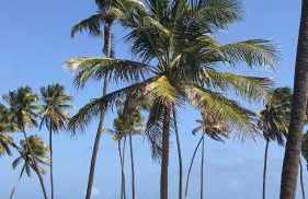 village na praia do forte - Foto 1