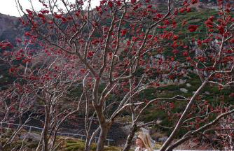 Apartament Nina - Foto 72