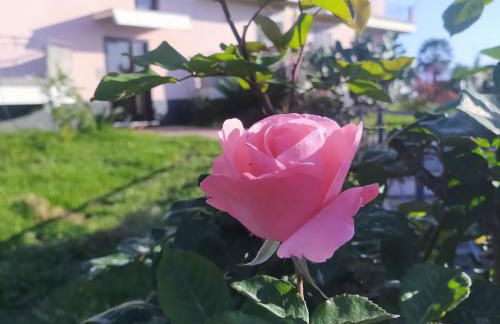 aranceto dell'Etna - Foto 10