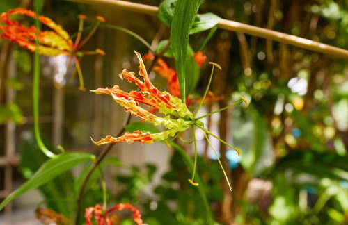 Miami Pool Cottage, tropical garden paradise - Foto 80