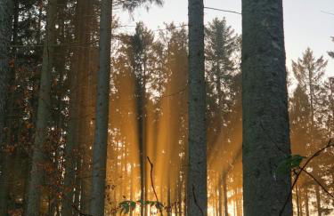 Tiny House - Auszeit im Wald am Badesee - Foto 37