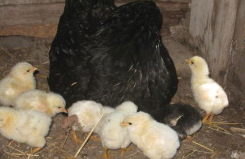 Le Pas des Lanciers - Foto 37