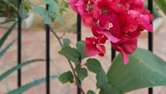 corazón de jerez edificio de 1861 - Foto 3