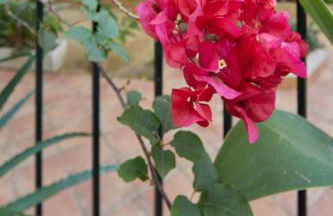 corazón de jerez edificio de 1861 - Foto 3