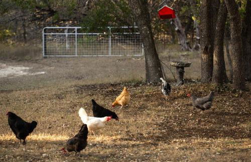 Red Barn Inn Feed Deer and play games & Firepit - Foto 10