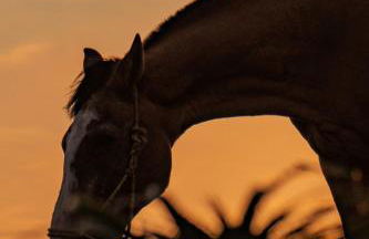 Esphera Glamping - Gravataí - RS - Foto 15