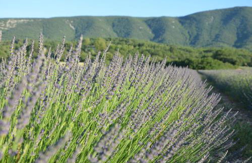 Domaine de la Bastidonne - Foto 53
